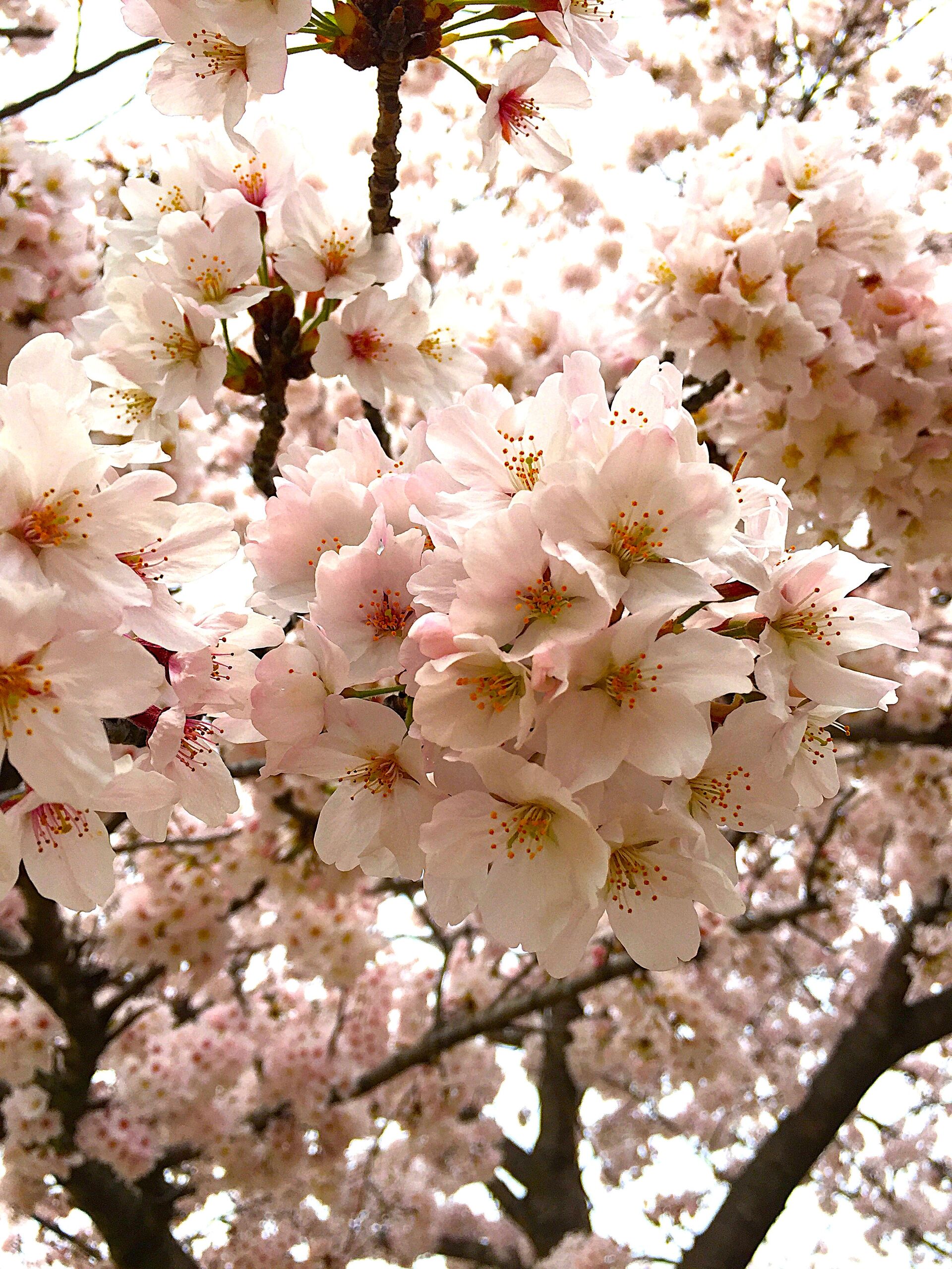 桜の季節