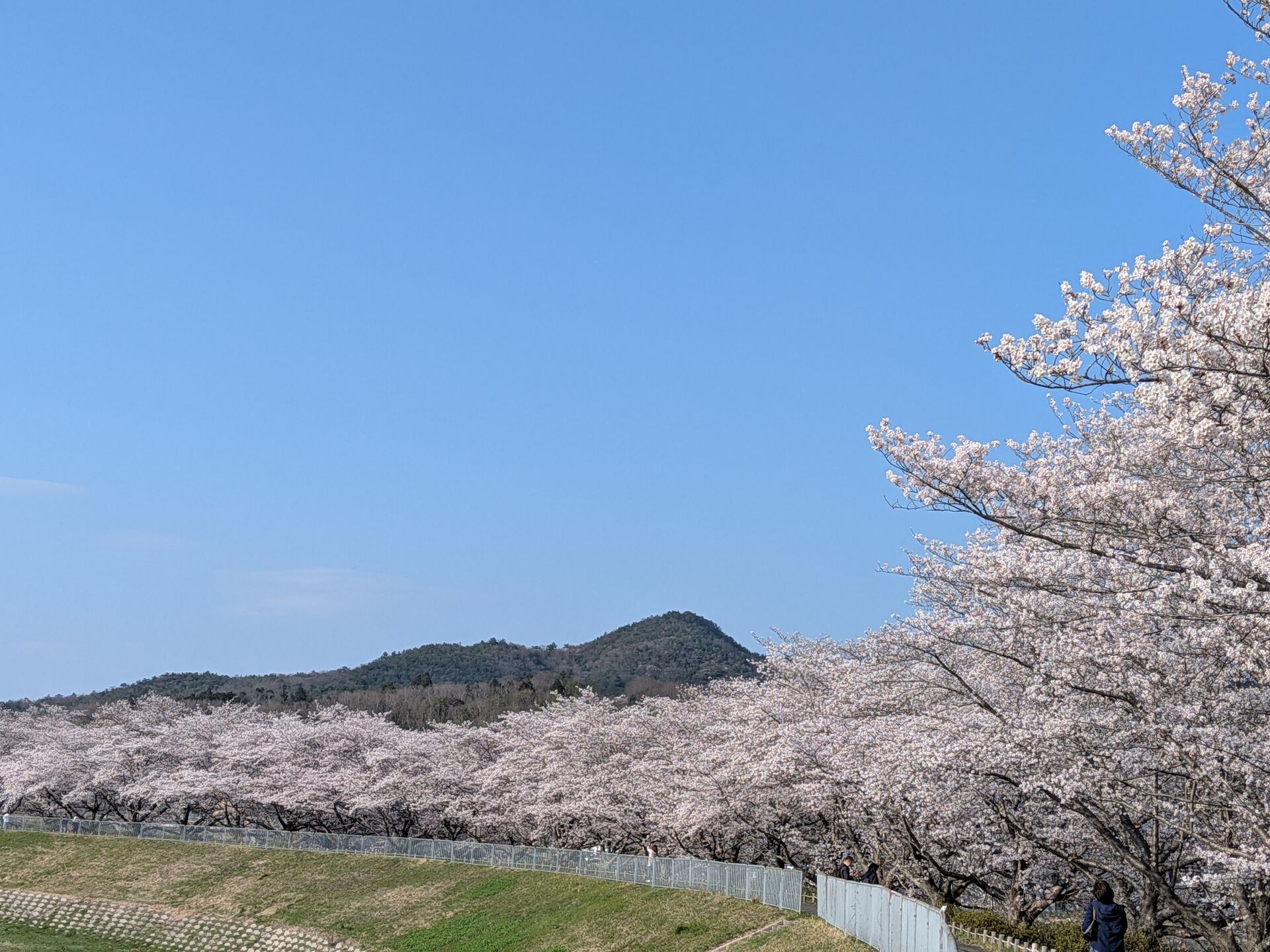 さくら回廊