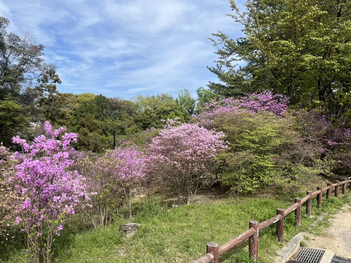 コバノミツバツツジ