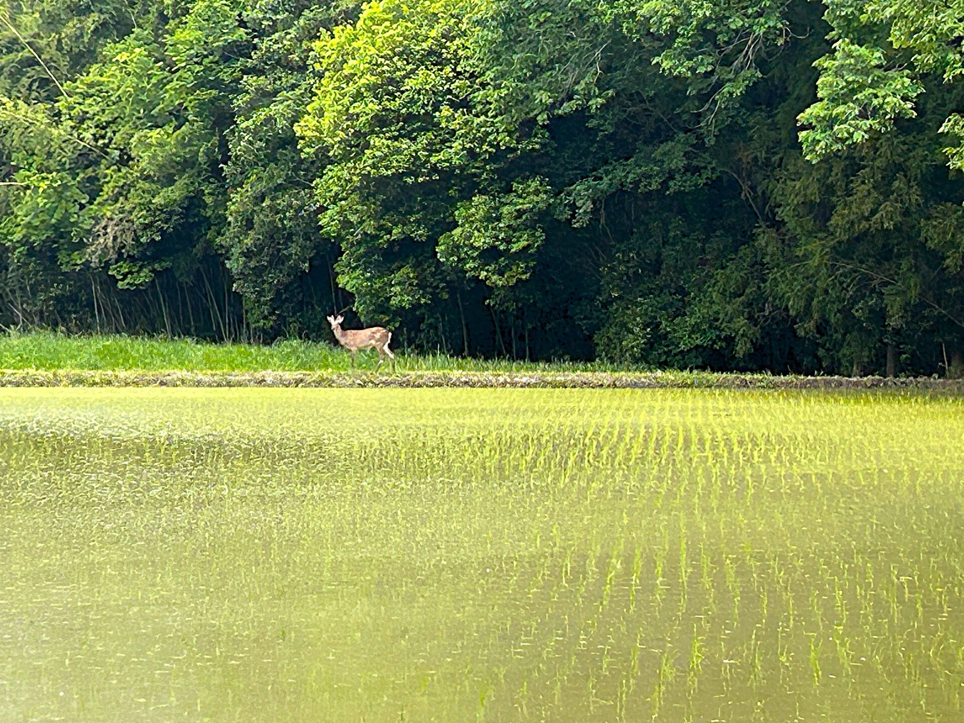 野生シカ