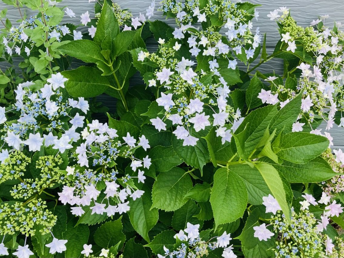 ６月